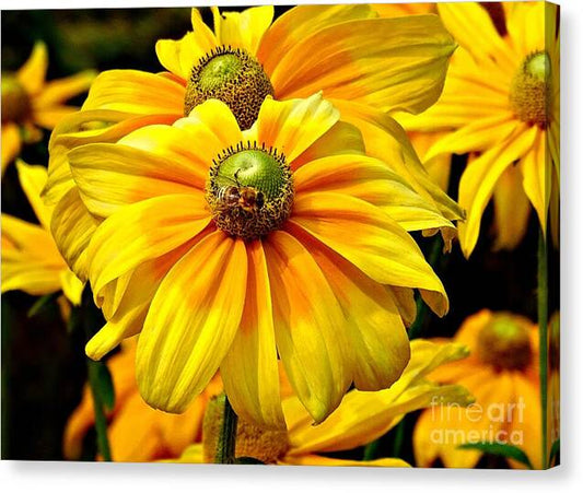 Daisy Bee - Canvas Print
