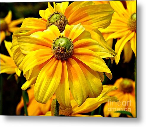 Daisy Bee - Metal Print