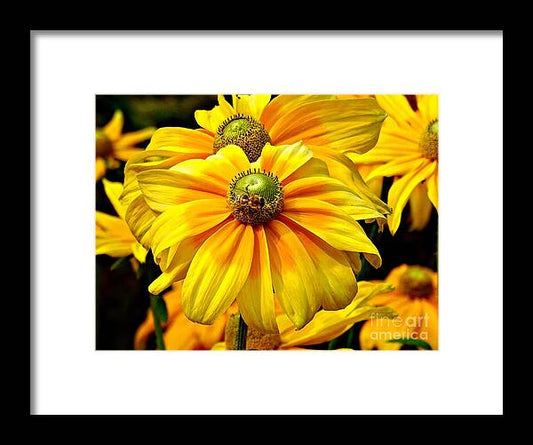 Daisy Bee - Framed Print