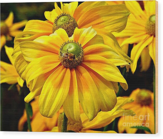 Daisy Bee - Wood Print