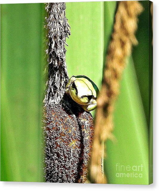 Frog on a Cattail - Canvas Print