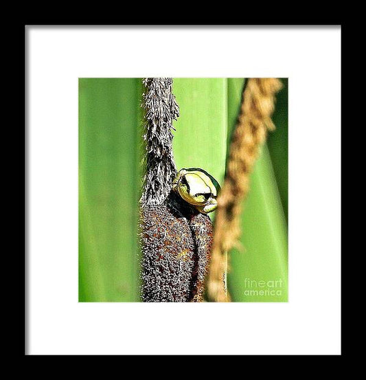 Frog on a Cattail - Framed Print
