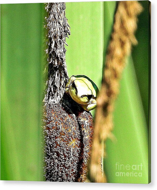 Frog on a Cattail - Acrylic Print