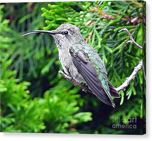 Hummer's Attitude - Canvas Print