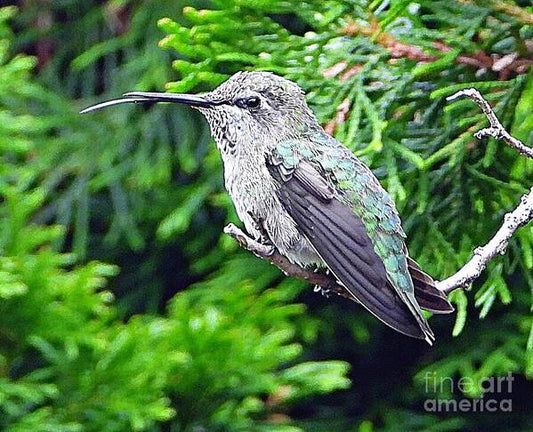 Hummer's Attitude - Art Print