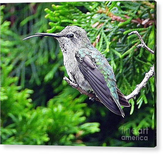 Hummer's Attitude - Acrylic Print