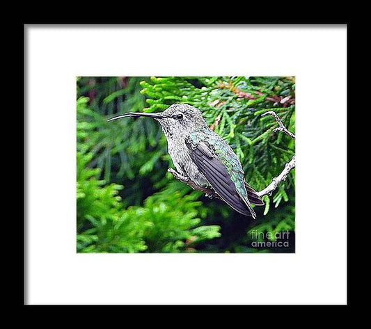 Hummer's Attitude - Framed Print