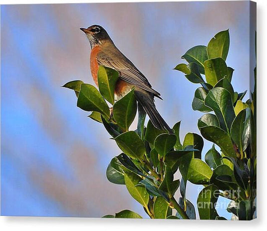 Morning Robin - Canvas Print