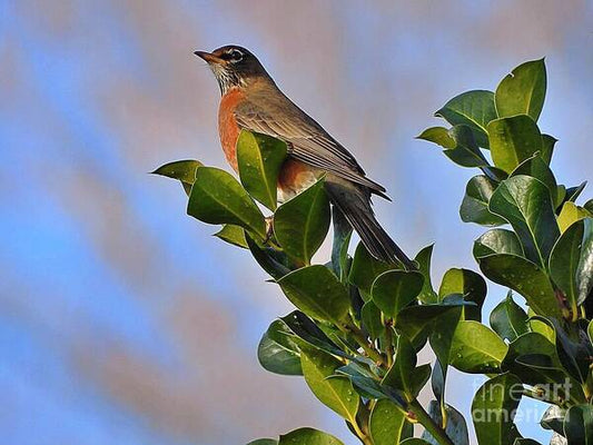 Morning Robin - Art Print
