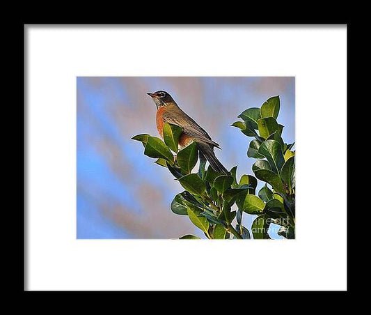 Morning Robin - Framed Print