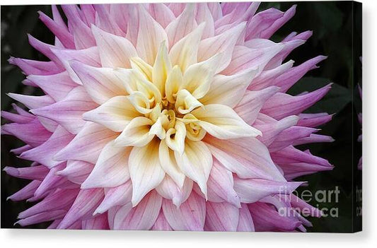 Pink Dahlia - Canvas Print