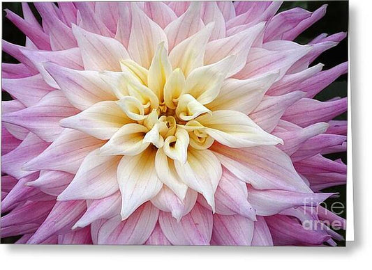 Pink Dahlia - Greeting Card
