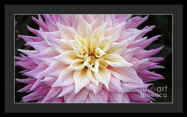 Pink Dahlia - Framed Print