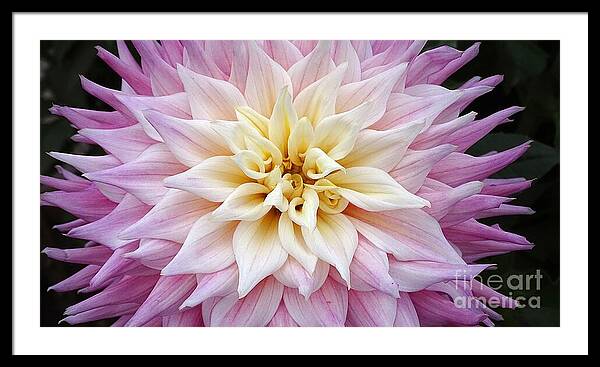 Pink Dahlia - Framed Print