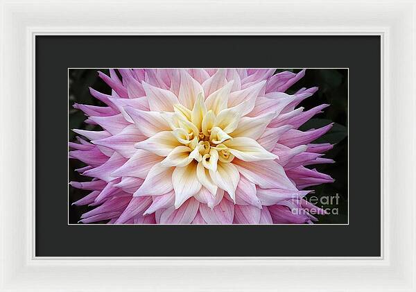Pink Dahlia - Framed Print