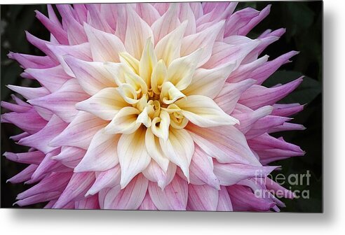 Pink Dahlia - Metal Print