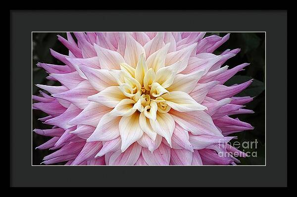 Pink Dahlia - Framed Print