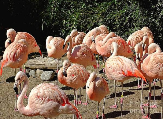 Pink Flock - Art Print