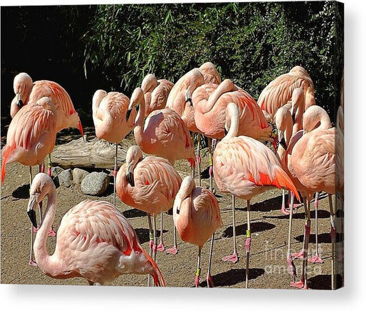 Pink Flock - Acrylic Print