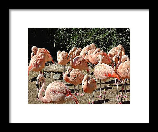 Pink Flock - Framed Print