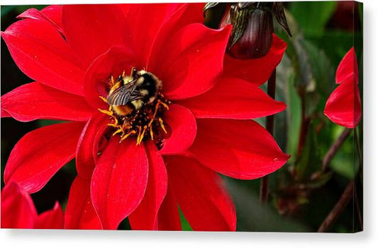 Red Attracks Visitor - Canvas Print
