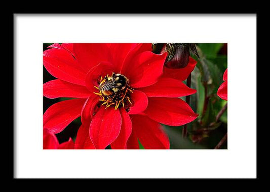 Red Attracks Visitor - Framed Print