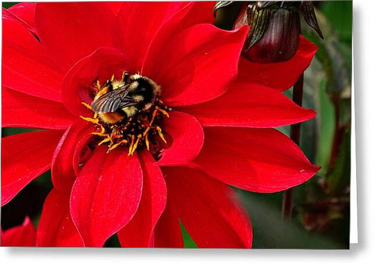 Red Attracks Visitor - Greeting Card