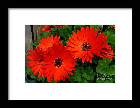 Red Gerbers - Framed Print
