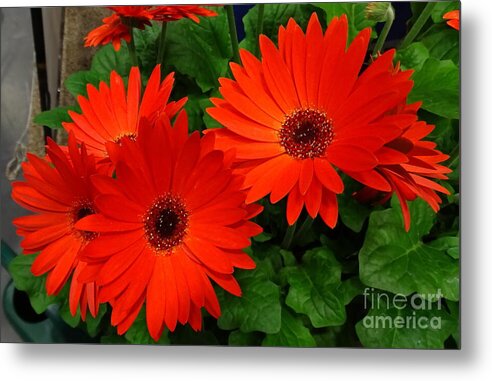 Red Gerbers - Metal Print