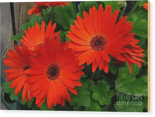 Red Gerbers - Wood Print