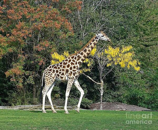 StandingTall - Art Print