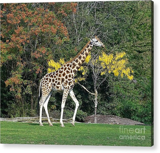 StandingTall - Acrylic Print