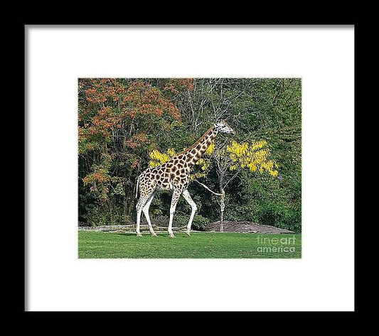 StandingTall - Framed Print