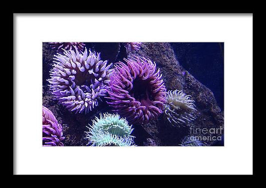 Technicolor Sea Anemones - Framed Print