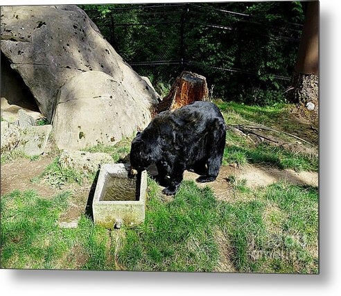 Thirsty Bear - Metal Print