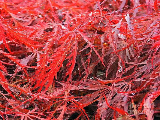 Wet Japanese Maple - Art Print