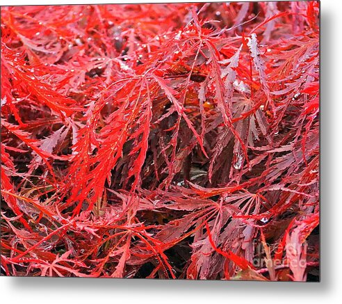 Wet Japanese Maple - Metal Print