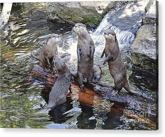 What's Up - Acrylic Print