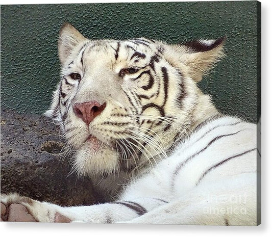 White Tiger - Acrylic Print